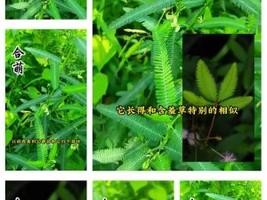 快来探索含羞草实验研究所的神秘产品