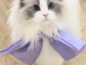 猫咪成年短视频在线看：猫咪的可爱瞬间，尽在这里