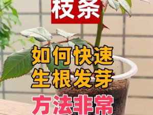 日本 72 种扦插方式：让你的植物生根发芽不再困难