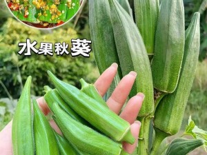 水果界的四大天王：草莓、秋葵、丝瓜、榴莲，你更爱哪一个？