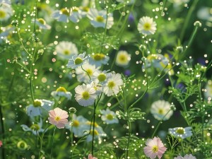 野花韩国视频观看免费高清的(野花韩国视频在线观看免费高清的)