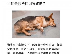 狗狗射速好烫 狗狗射速好烫，这是怎么回事？