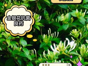 为什么银色器物 TXL 金银花的材质如此特别？如何判断其优劣？怎样保养才能延长其使用寿命？