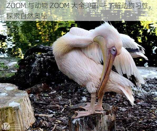 ZOOM 与动物 ZOOM 大全美国——了解动物习性，探索自然奥秘