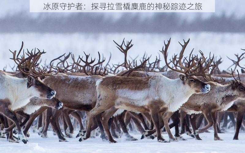 冰原守护者：探寻拉雪橇麋鹿的神秘踪迹之旅