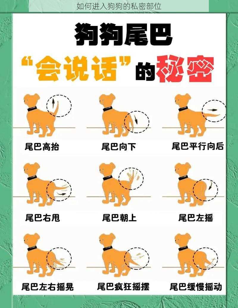 如何进入狗狗的私密部位