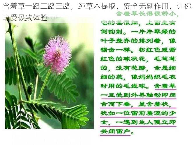 含羞草一路二路三路，纯草本提取，安全无副作用，让你享受极致体验