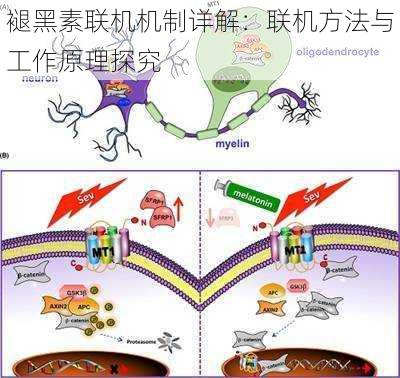 褪黑素联机机制详解：联机方法与工作原理探究