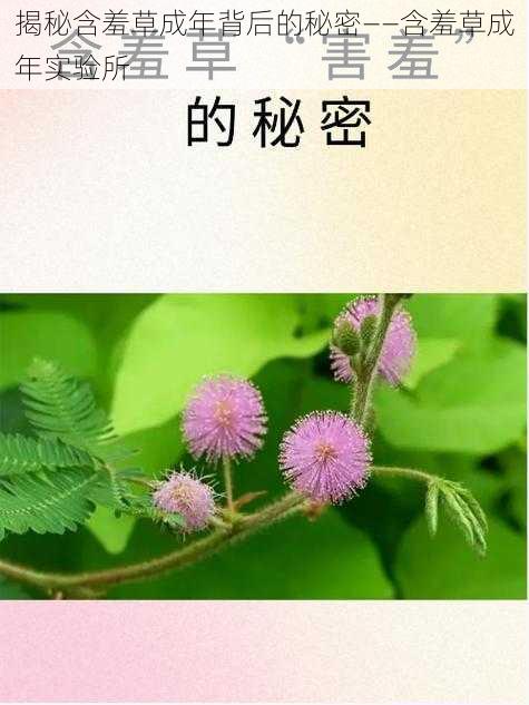 揭秘含羞草成年背后的秘密——含羞草成年实验所