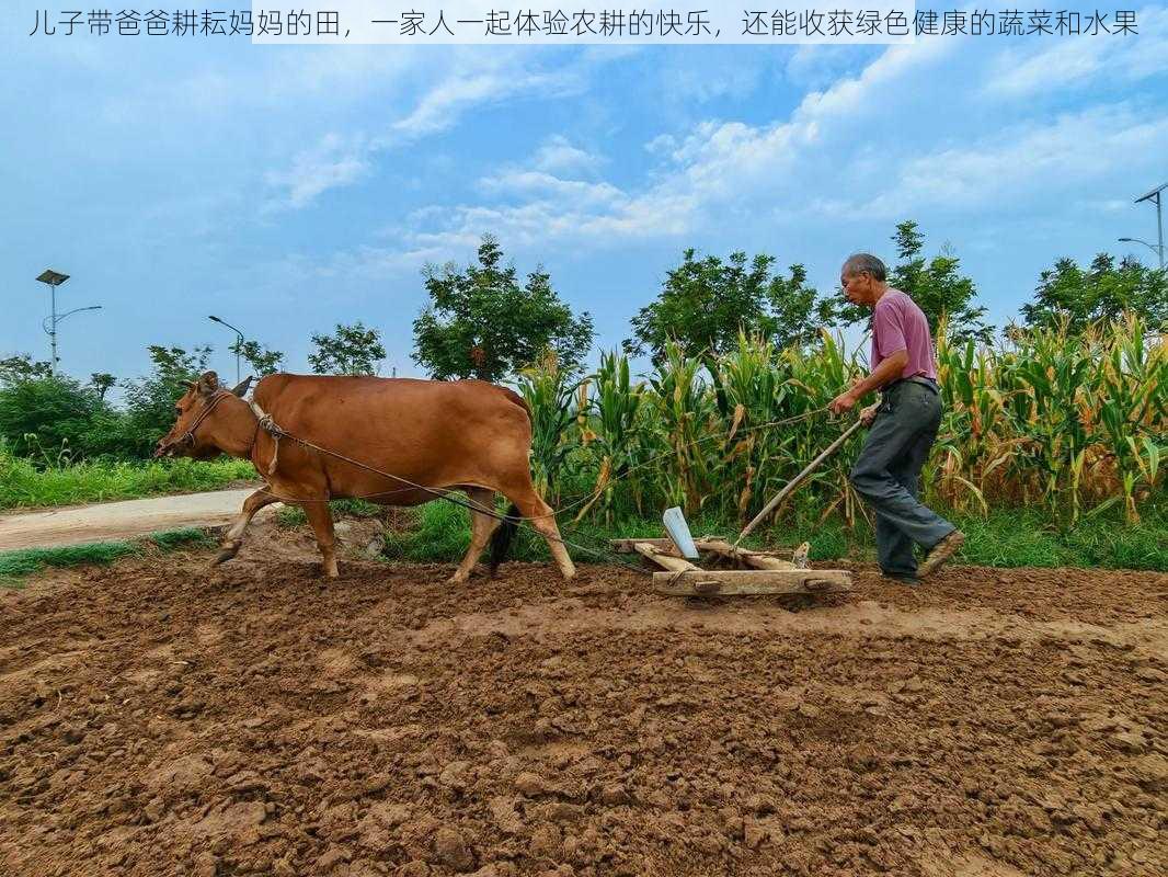 儿子带爸爸耕耘妈妈的田，一家人一起体验农耕的快乐，还能收获绿色健康的蔬菜和水果