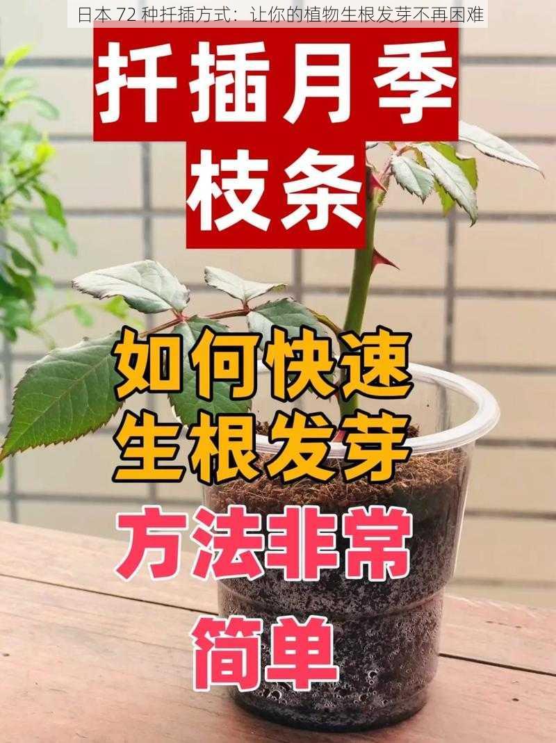 日本 72 种扦插方式：让你的植物生根发芽不再困难