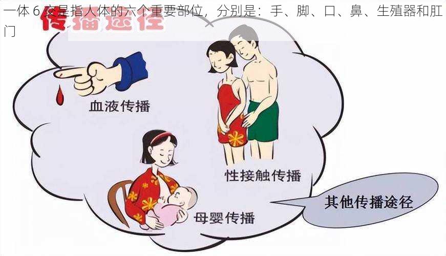 一体 6 交是指人体的六个重要部位，分别是：手、脚、口、鼻、生殖器和肛门