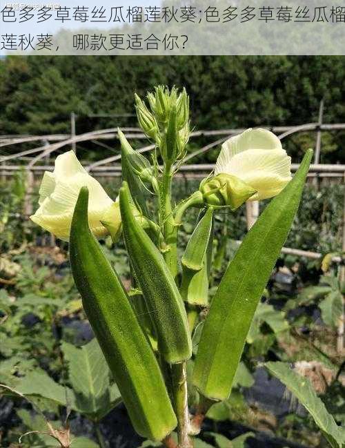 色多多草莓丝瓜榴莲秋葵;色多多草莓丝瓜榴莲秋葵，哪款更适合你？