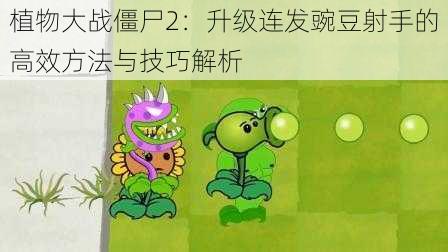 植物大战僵尸2：升级连发豌豆射手的高效方法与技巧解析