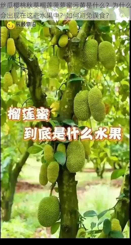 丝瓜樱桃秋葵榴莲菠萝蜜污黄是什么？为什么会出现在这些水果中？如何避免误食？